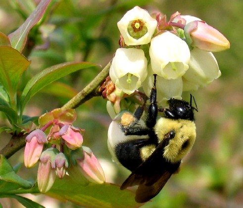 bee%20on%20blueberry%20blossom.jpg