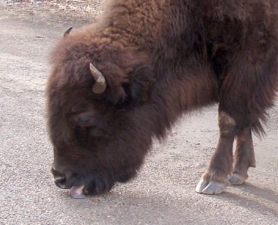 bison%20licking.jpg