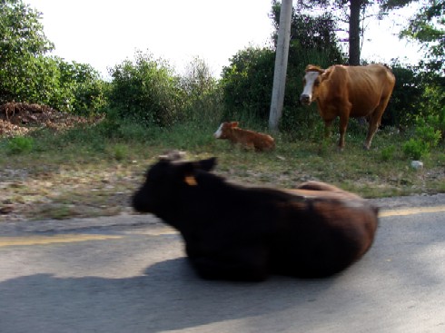 cows1.JPG