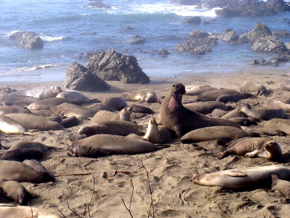 elephantseals1.JPG