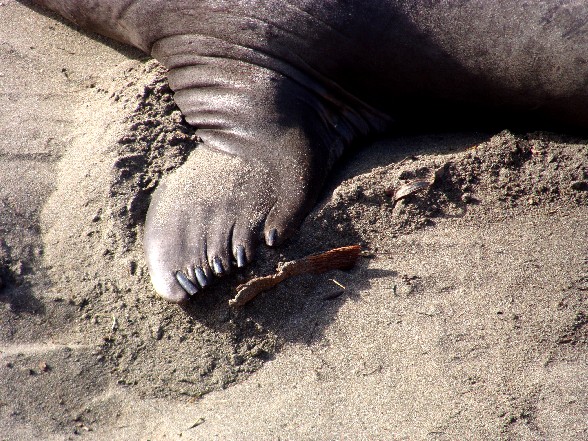 elephantseals3.JPG