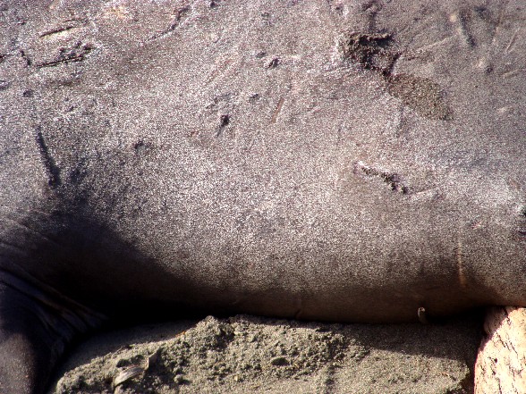 elephantseals4.JPG