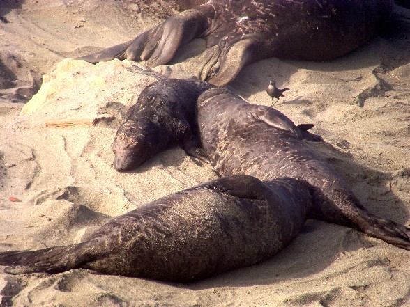 elephantseals5.JPG