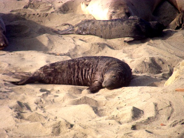 elephantseals6.JPG