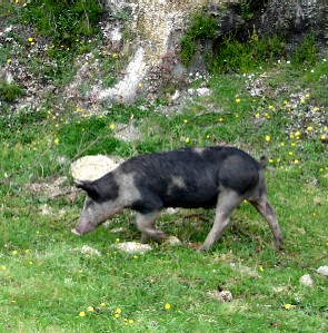 freerangepig.JPG