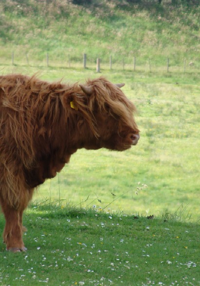 highland%20cow%203.JPG