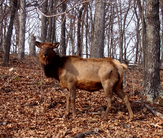 lone%20elk%201.jpg